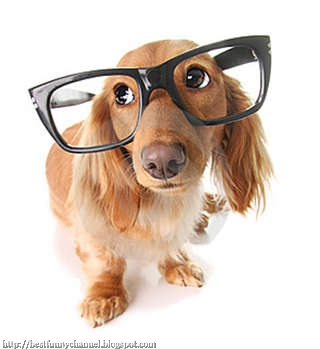 Funny dog in the glasses
