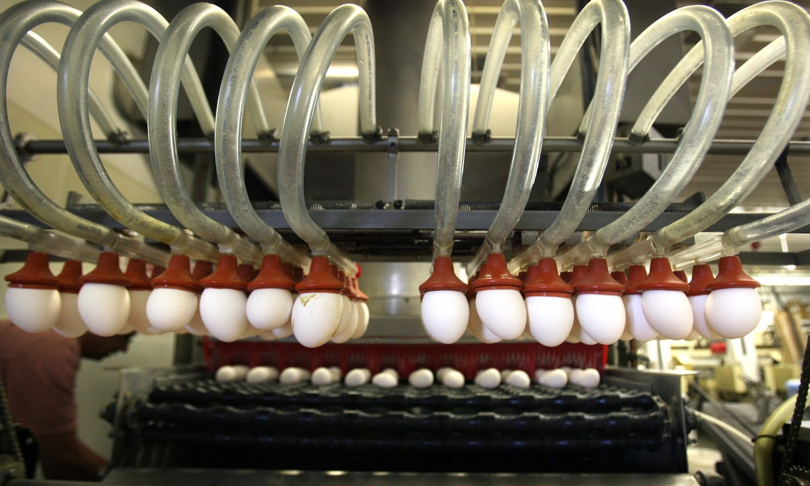 How Egg is Made, History, Used,Processed,Products, Egg Machines, By