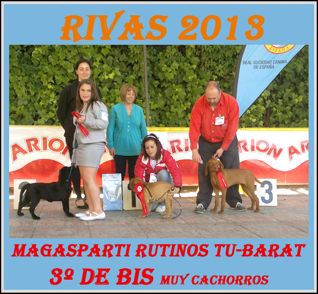 Concurso Nacional Canino Rivas Vaciamadrid. Podium BIS Baby