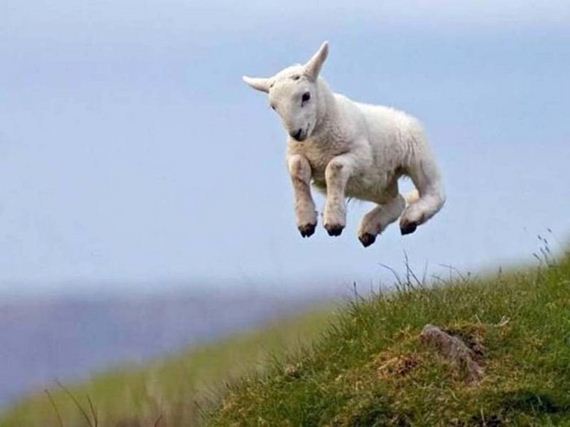 Cute Animals
