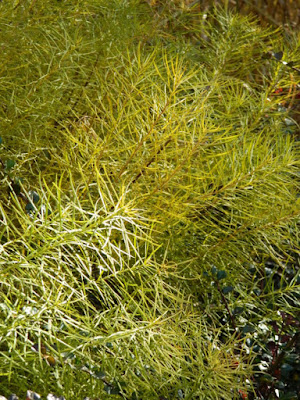 Bluestar Amsonia hubrichtii  autumn foliage Toronto Botanical Garden by garden muses-not another Toronto gardening blog