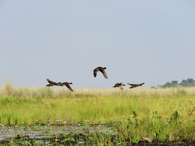 Yellow-billed Ducks spotted on a trip to Mabamba Swamp near Entebbe Yellow-billed Ducks spotted on a trip to Mabamba Swamp near Entebbe