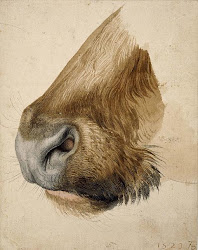durer albrecht bull muzzle watercolor paintings painting animal 1523 google 1471 drawing dieren result duerer duerer animals distan albert artist