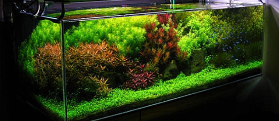 aquascape dutch style aquascapejuara tentang aquascape bergaya belanda dutch aquascape dutch style aquascapejuara tentang aquascape bergaya belanda dutch