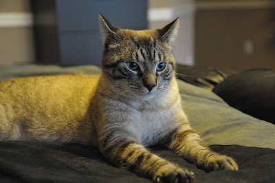 lynx point Siamese cat
