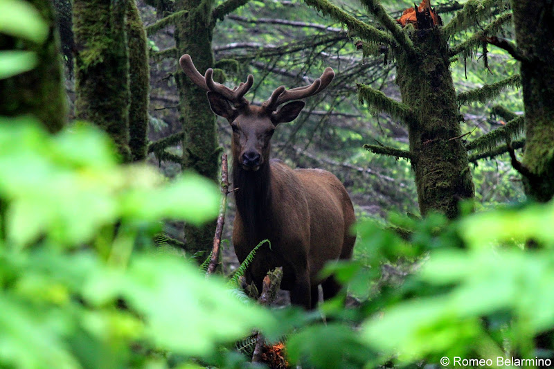 Elk Southern Oregon Coast