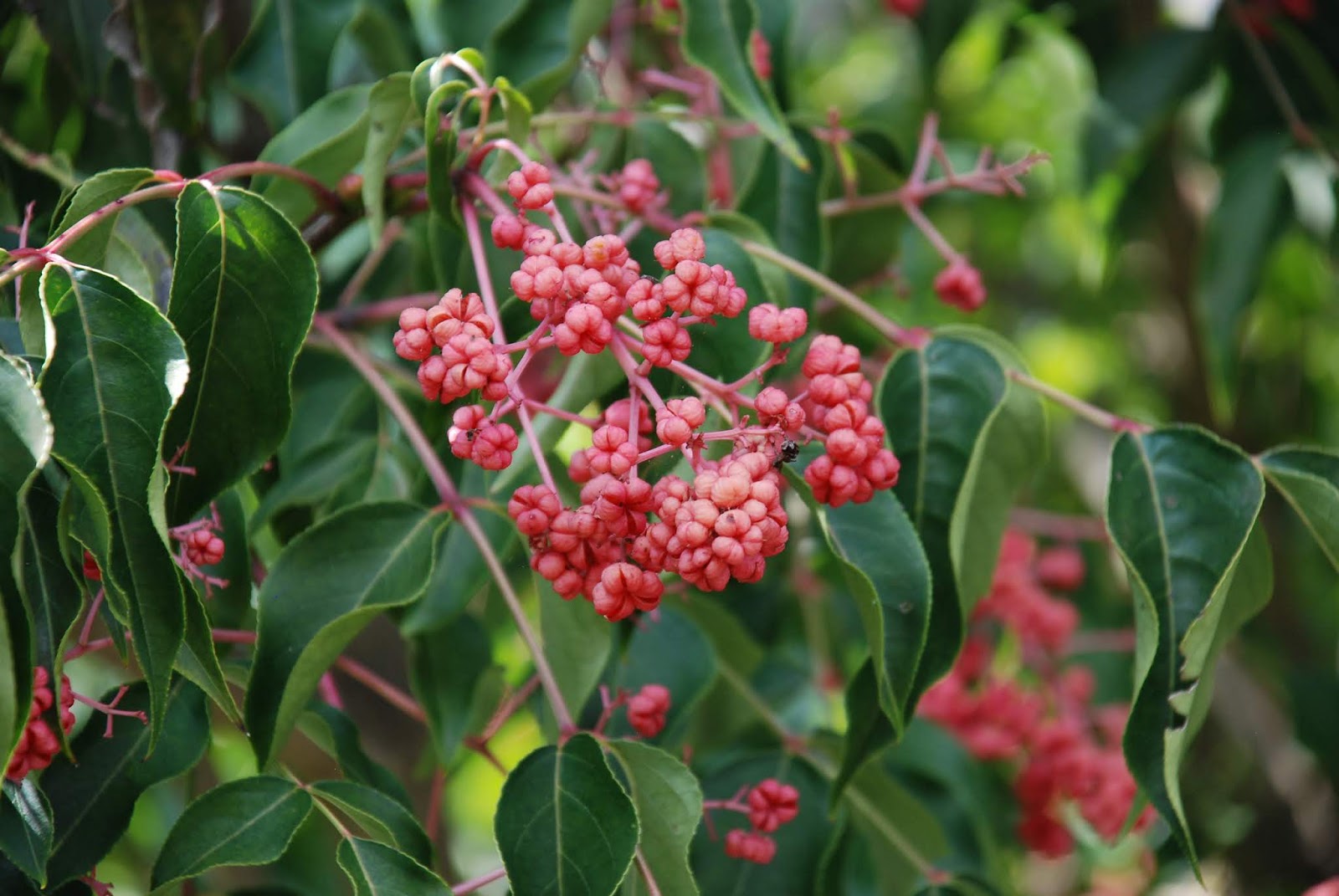 What grows there? Korean Sweetheart Tree