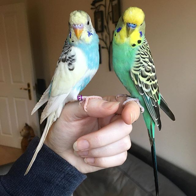 A Little Budgie Told Me: 6. Budgie bonding and taming ...