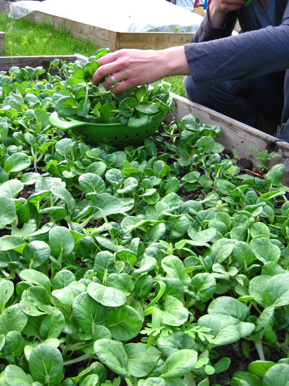 Baby Bok Choy roots by the hand!