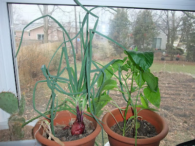 grow onion and tomato plants indoors