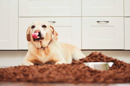 what does it mean when a dog licks its lips repeatedly what does it mean when a dog licks its lips repeatedly