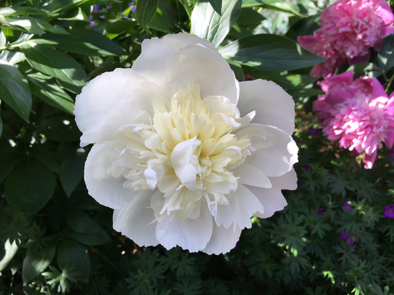 How To Grow Spiraea Japonica Goldflame The Garden Of Eaden