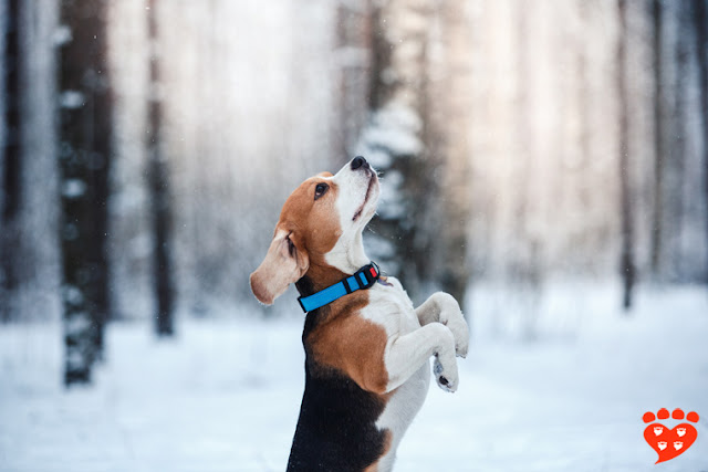 A Beagle stands on its hind legs and sniffs the air in a winter wonderland