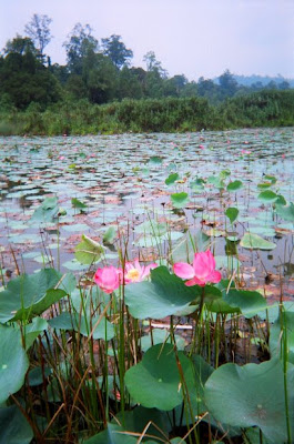 開滿蓮花的珍尼湖，攝於1990年。（國際透明組織馬來西亞分會提供）
