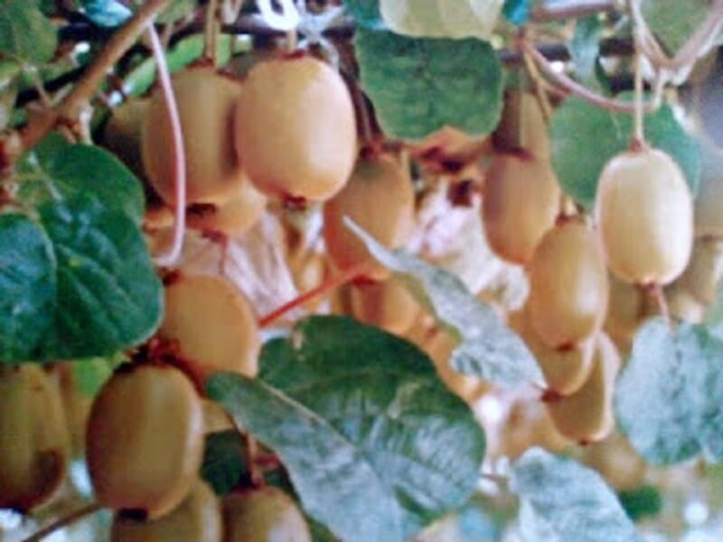 Manfaat Kiwi Untuk Kesehatan Dan Fakta Mengagumkan Kiwi Klinikabar