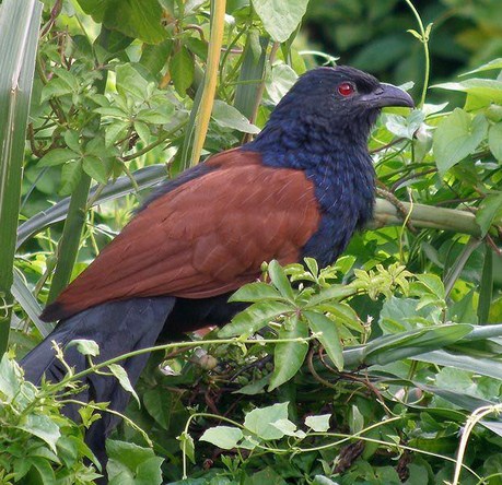 Featured image of post Ciri Ciri Burung Bubut Jantan Dan Betina Ciri ciri murai batu trotol jantan dan betina