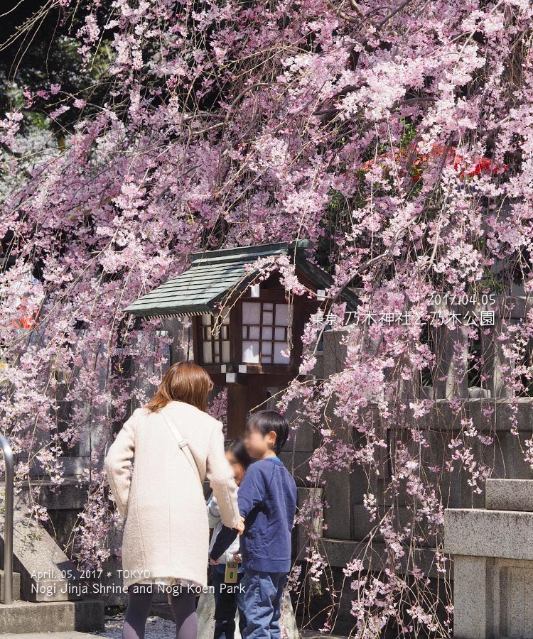 乃木神社の桜