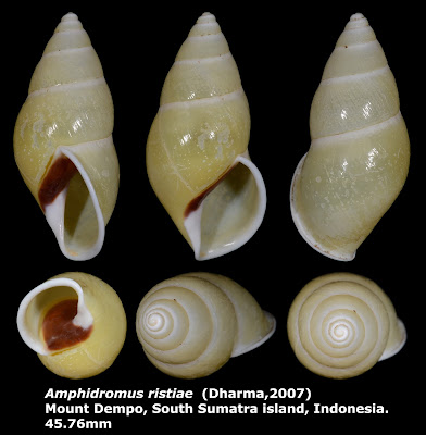 Amphidromus ristiae 45.76mm