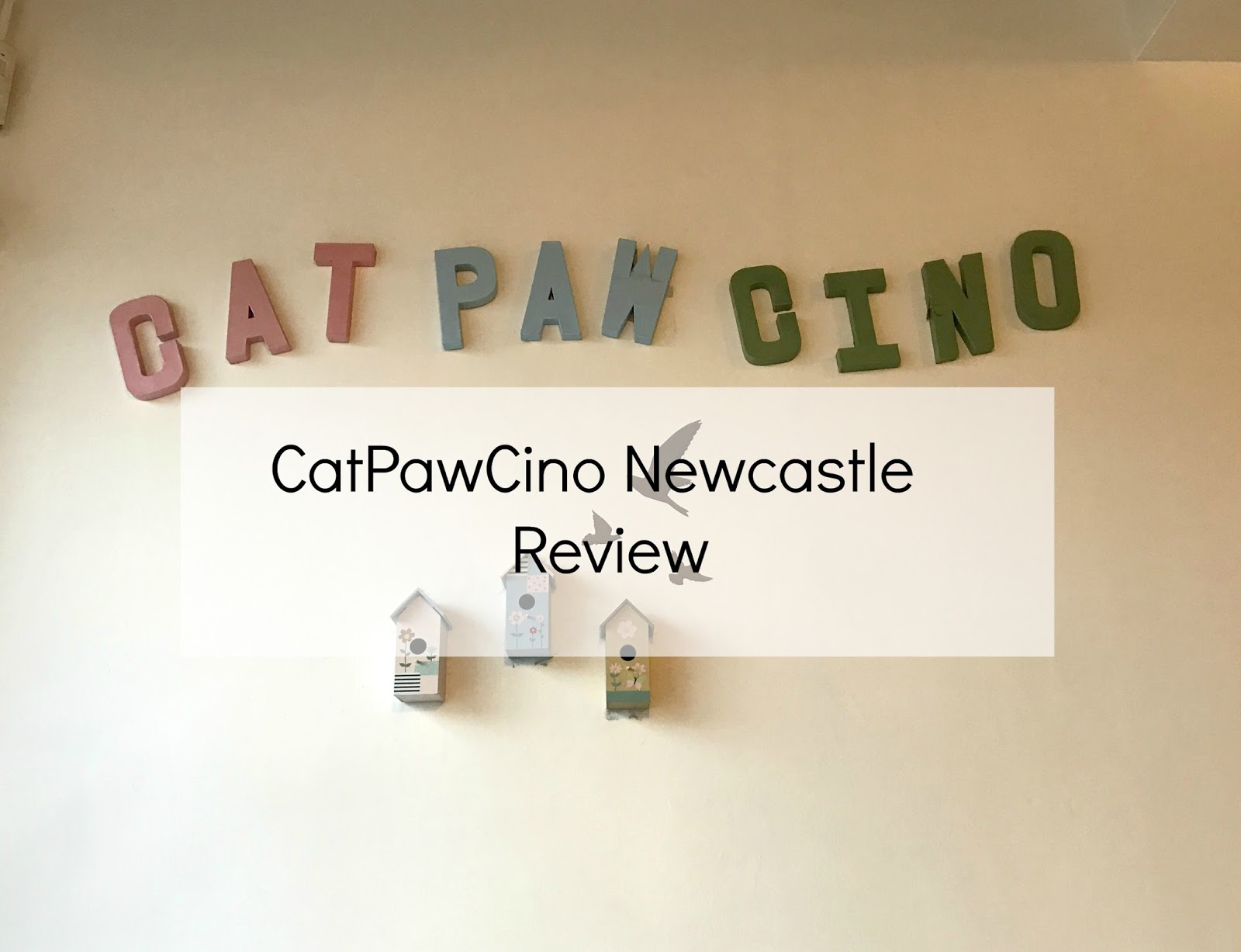 CatPawCino The Quayside Cat Cafe Newcastle Family Life