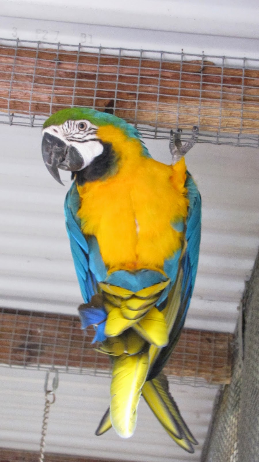 Local Adventures: Bird Garden of Naples - AS # 2