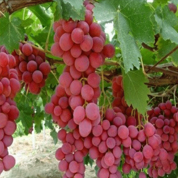 manfaat-anggur-barbarossa