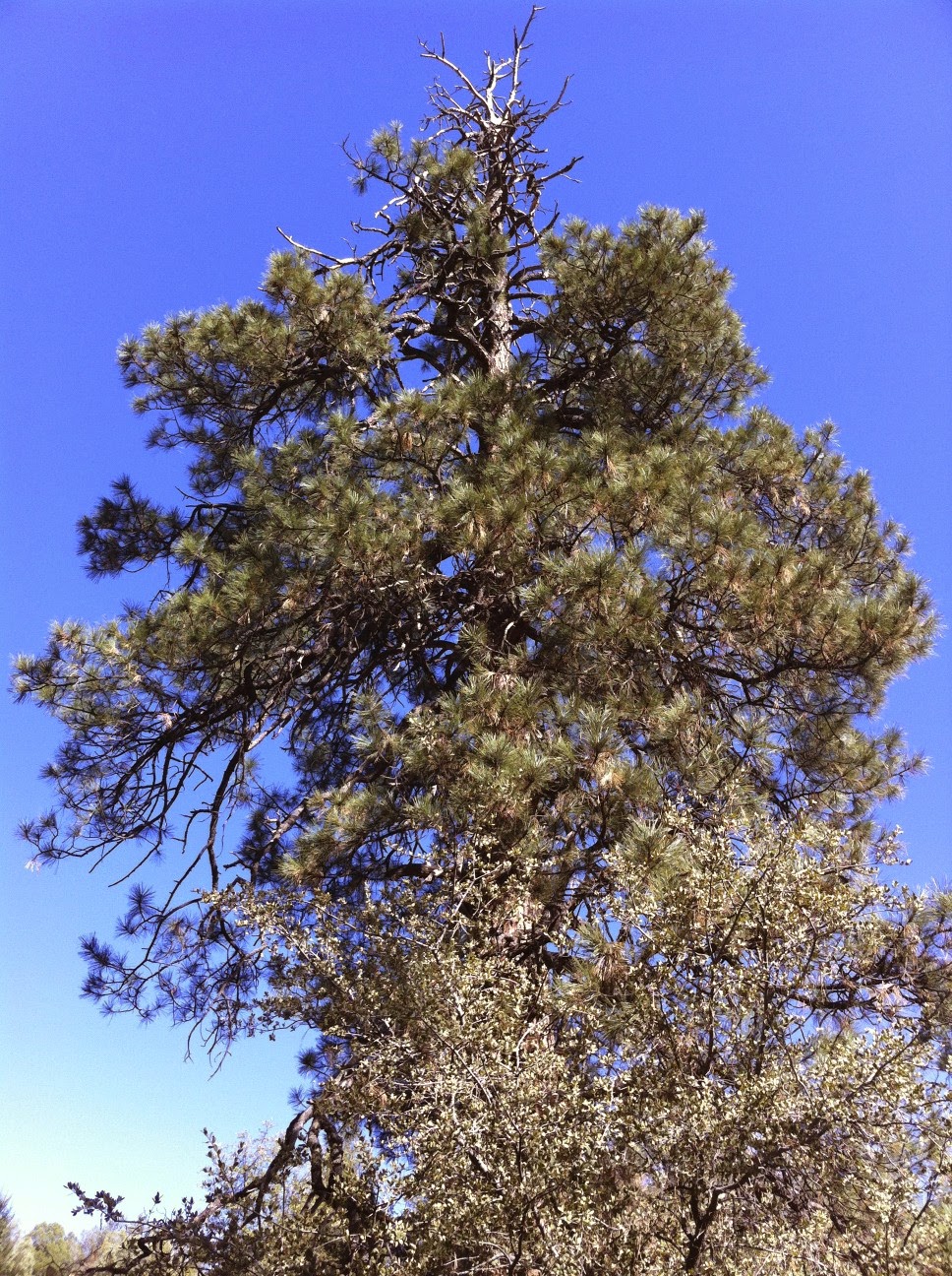 Payson Ponderings Cracker Jack Mine Jeep Tour