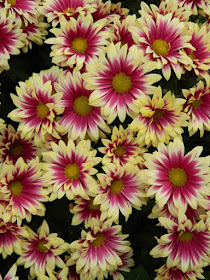 Purple and yellow single mums at the Allan Gardens Conservatory 2015 Chrysanthemum Show by garden muses-not another Toronto gardening blog