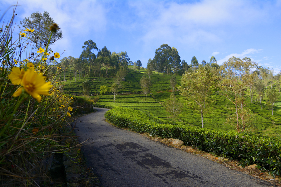 LIPTON'S SEAT, SRI LANKA LIPTON'S SEAT, SRI LANKA