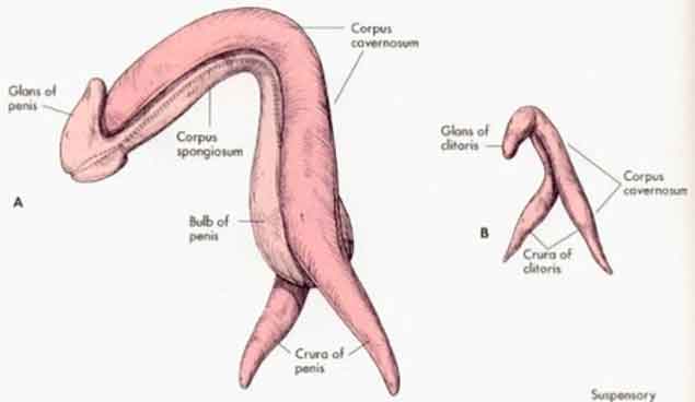 7 Crazy Amazing Facts About The Clitoris