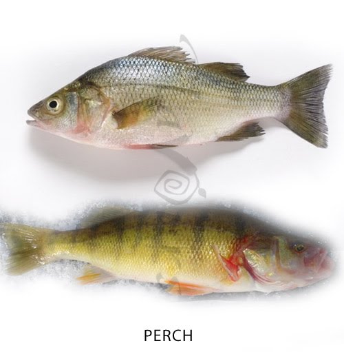 Blackspot Climbing Perch African Fish