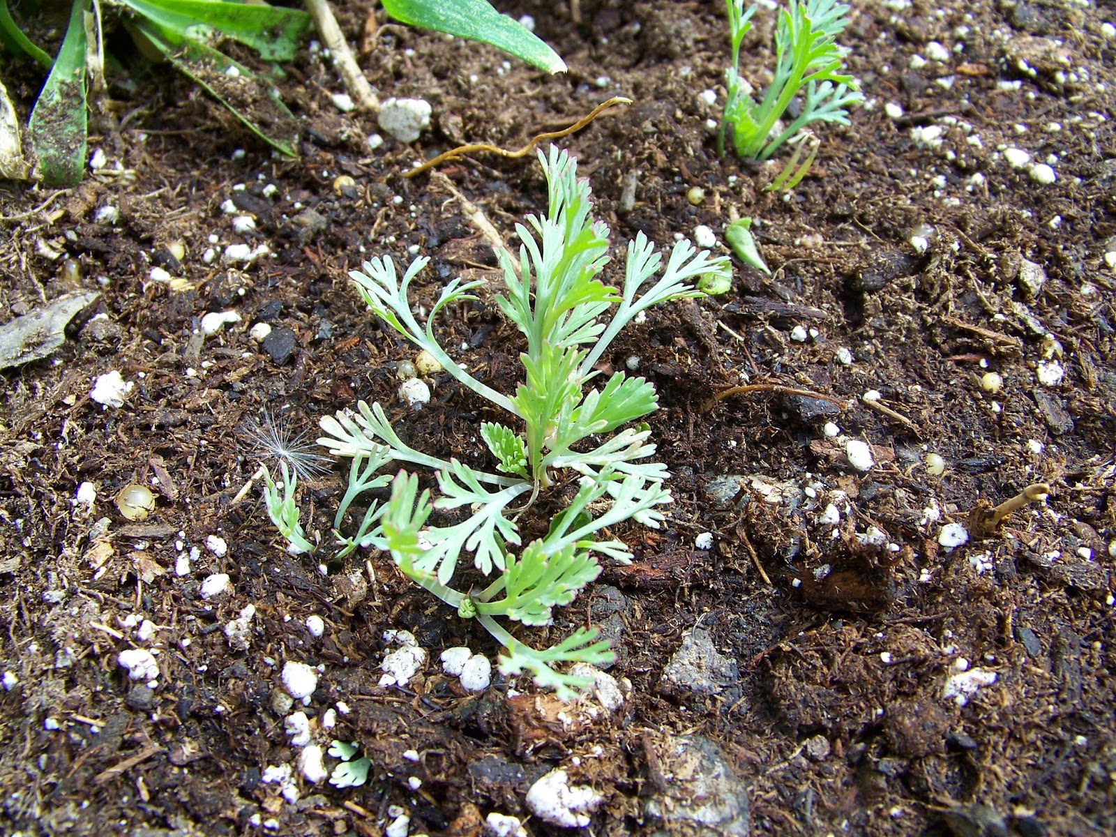 Garden Girl's Utah Adventure. My Garden in Spring.....favorites