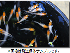 本舗 めだか
