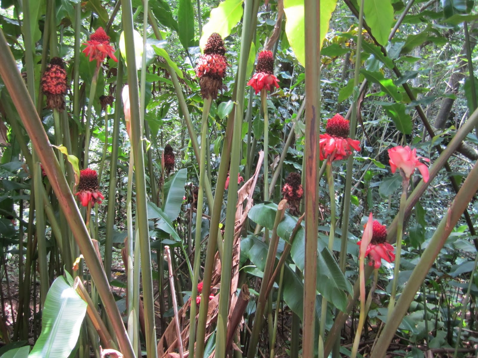 Agnes Blog @ Masako Formals in Hawai'i