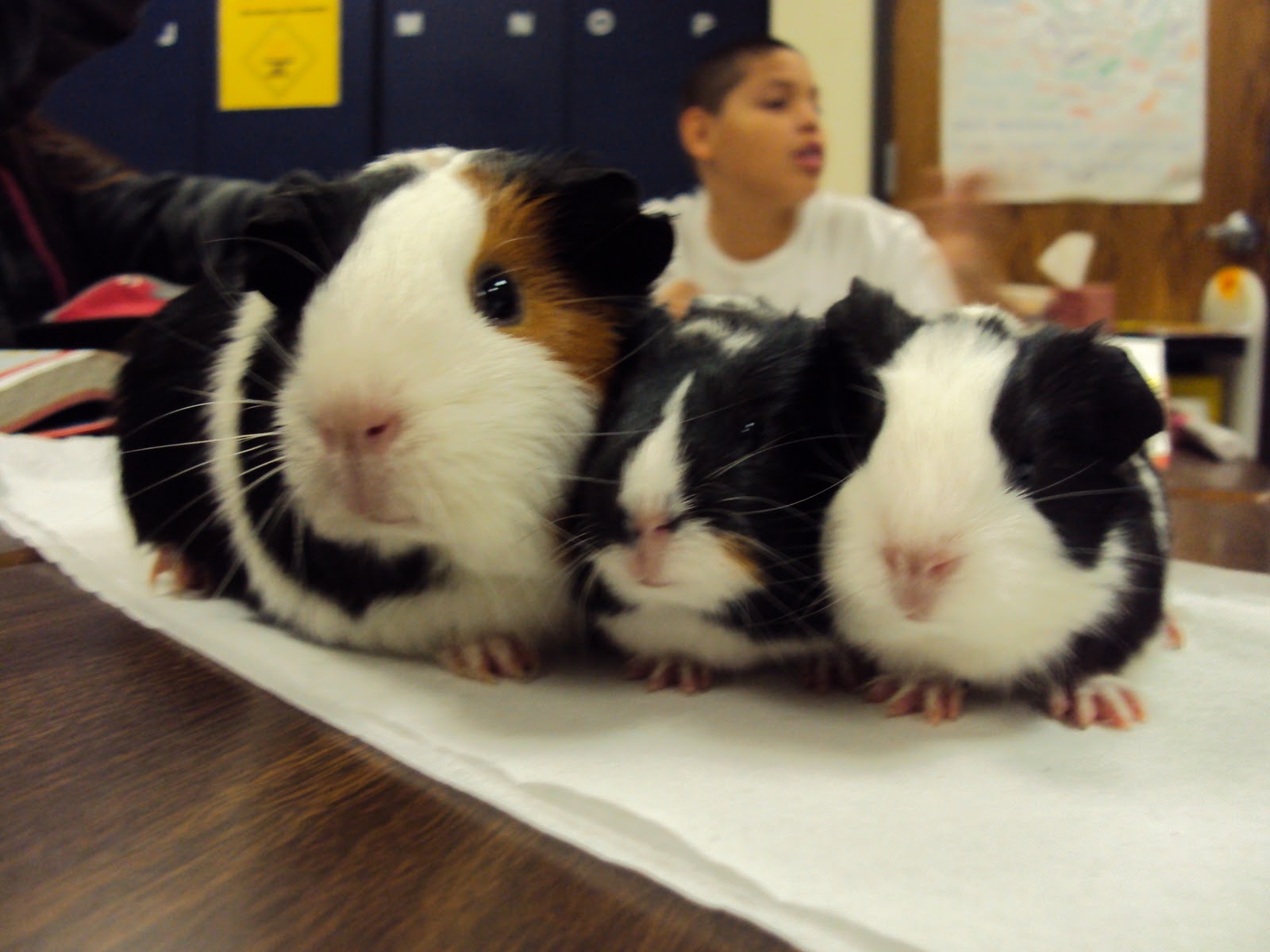 Tell me something good... Guinea Pig Babies