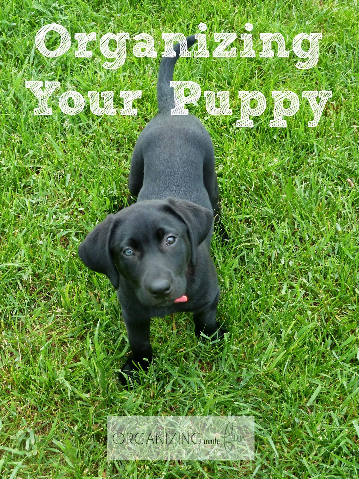 Getting your home organized with a puppy :: OrganizingMadeFun.com