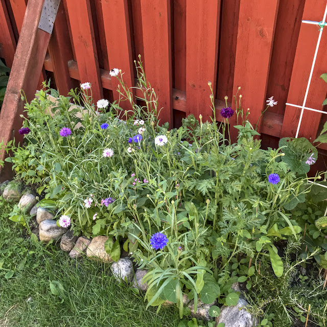 sommarblommor somamrblommor