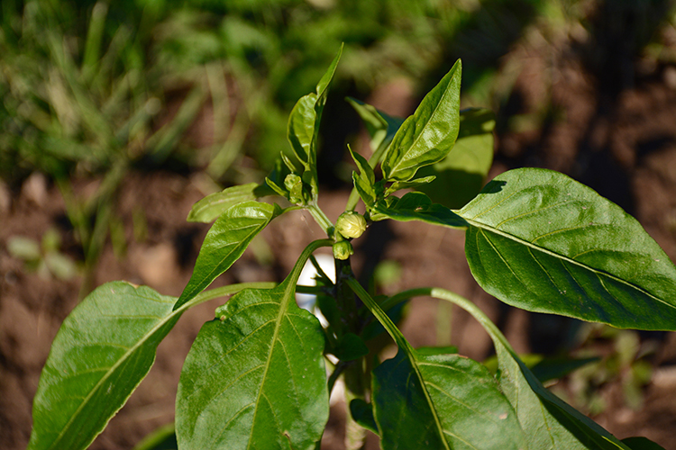 Gardening; peppers | My Darling Days Gardening; peppers | My Darling Days