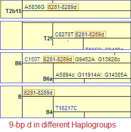 Haplogroups with 9 bp deletion