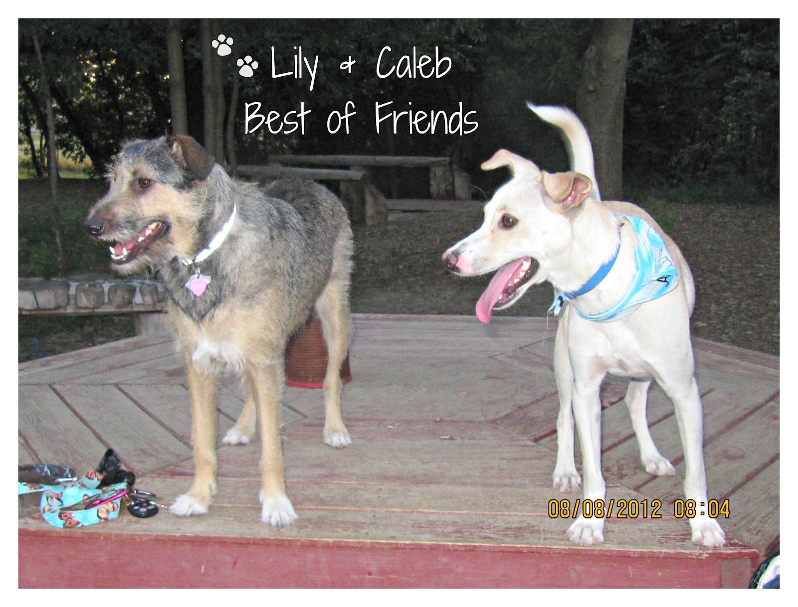 to my foster dog blog! Caleb having fun at the park with