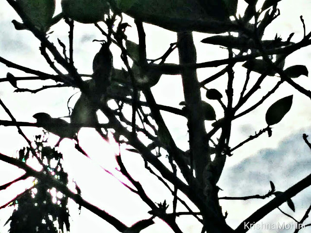 Photoblog: Beauty Branches