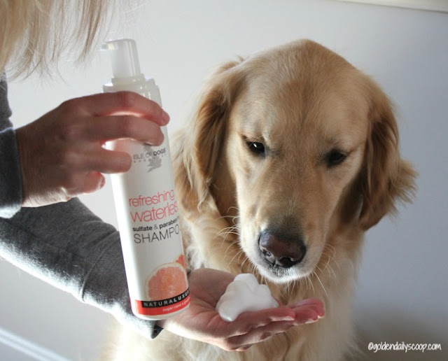 How Often Can U Give A Dog A Bath How Often Can U Give A Dog A Bath