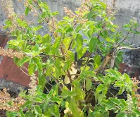 Tulsi-plant.jpg