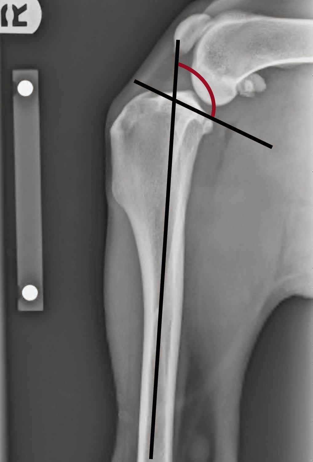 Veterinary Referral and Critical Care VRCC Blog