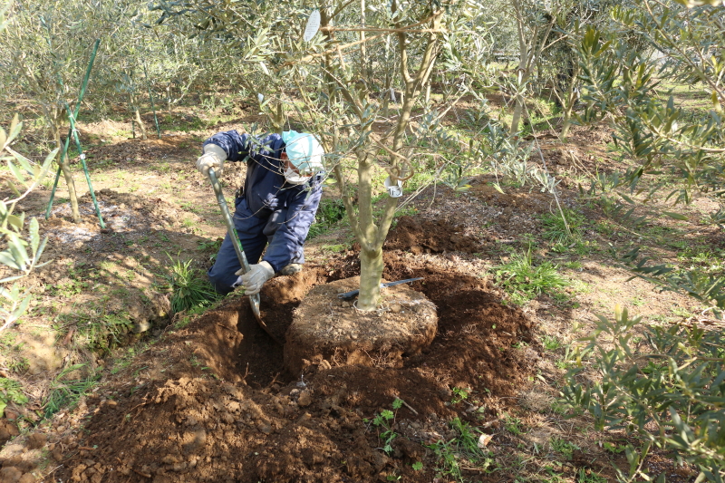伊豆白浜オリーブ園 オリーブ 爪木崎へ行く その１