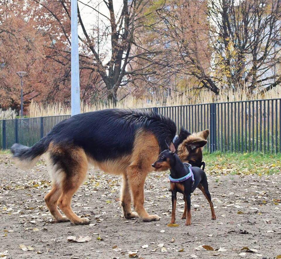 Park Józefa Polińskiego w Warszawie, psi wybieg Park Józefa Polińskiego w Warszawie, psi wybieg