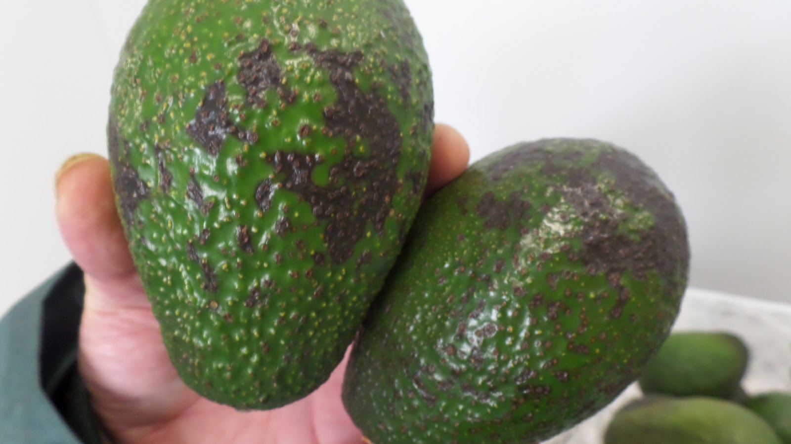 El mundo del Marine Surveyor (Capt.V.Massey) AGUACATE