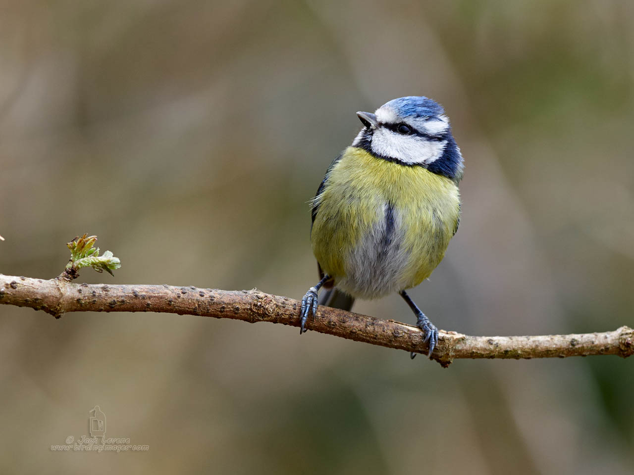 Jack Levene Photography Olympus 300mm f4 Pro First Thoughts