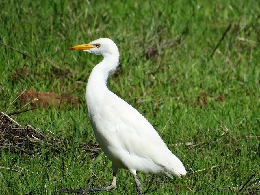 BUBULCUS IBIS