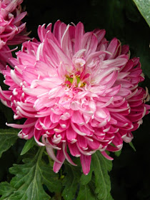 Allan Gardens Conservatory Fall Chrysanthemum Show 2014 pink frilly mums by garden muses-not another Toronto gardening blog 
