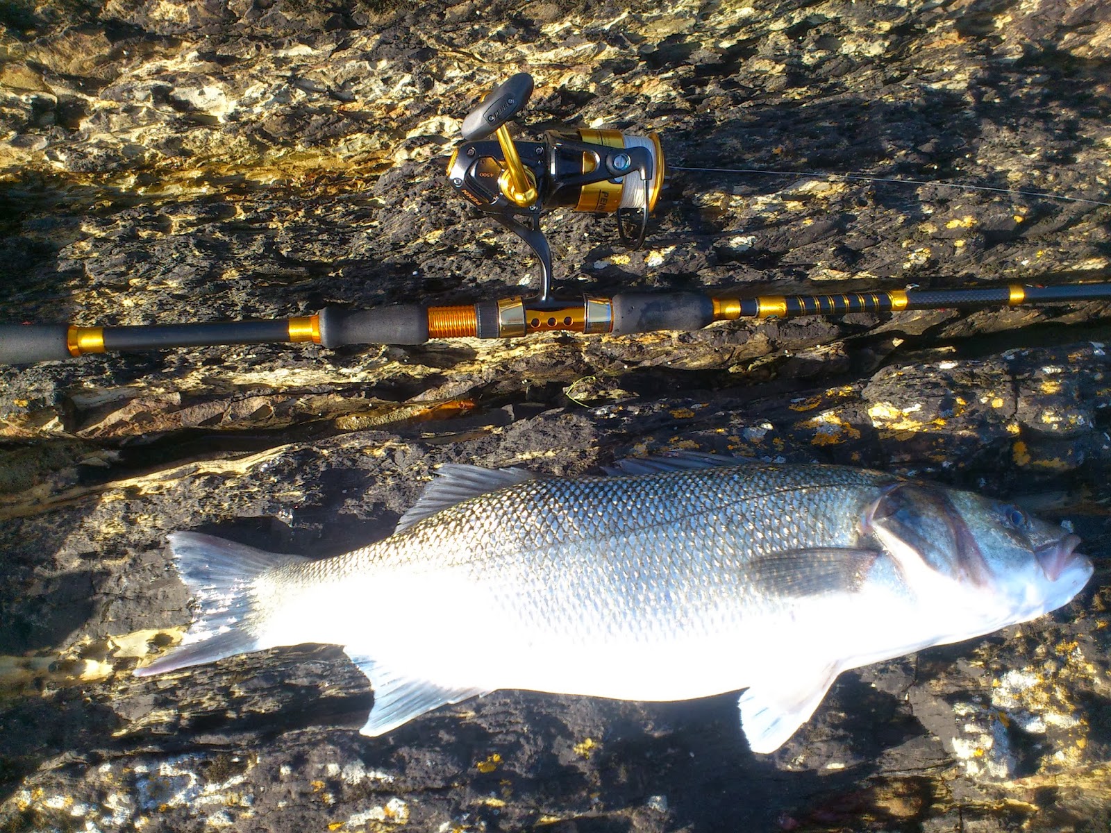Cork Harbour Angling Hub Autumn bassing.....